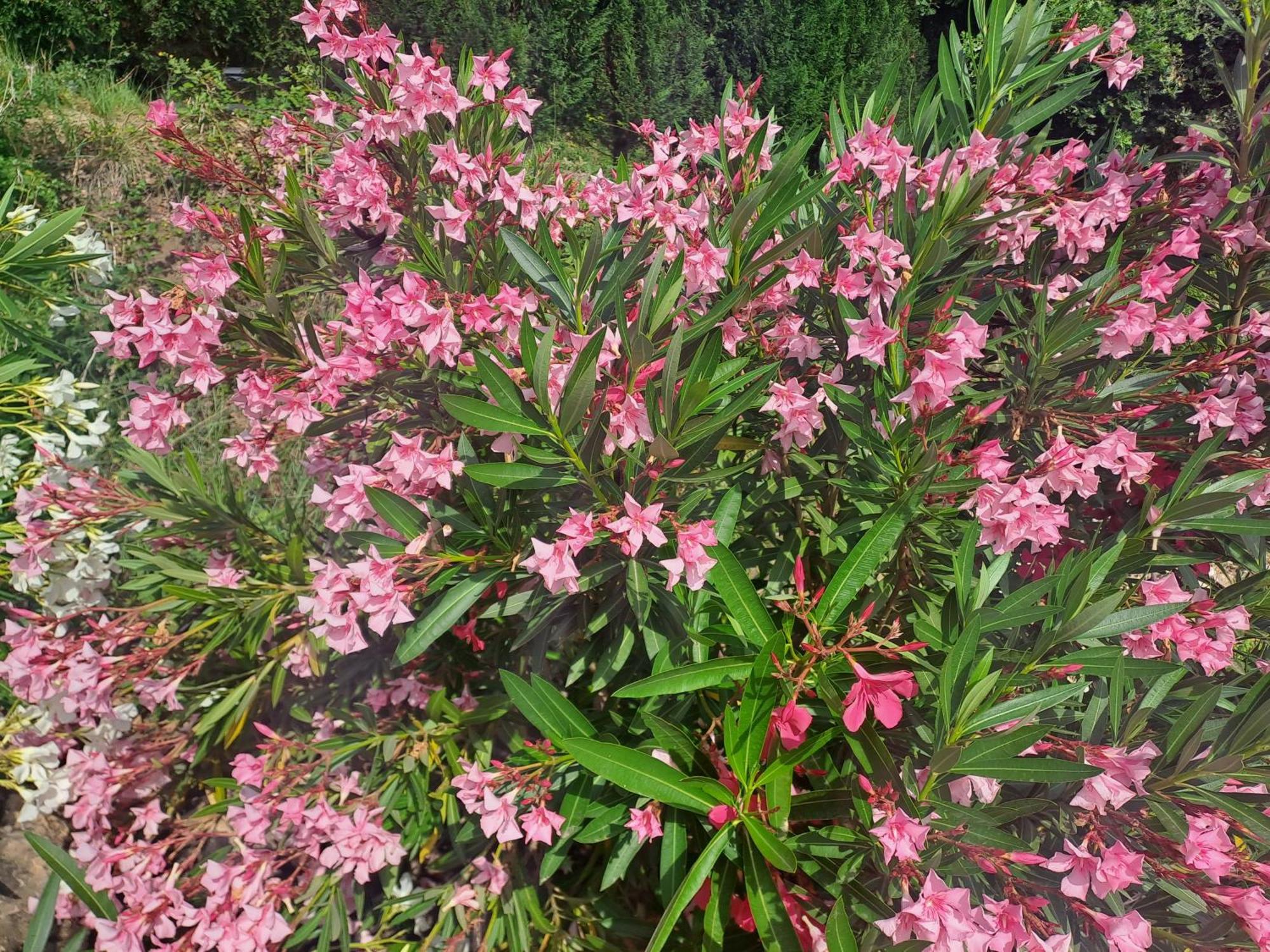 Le Gite Calluna Sablet Exteriör bild